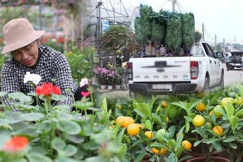 Làng hoa lớn nhất Hưng Yên rực rỡ sắc màu đón tết Giáp Thìn