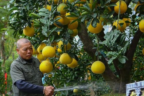 Vườn bưởi bạc tỷ bán Tết sớm bên hồ Tây