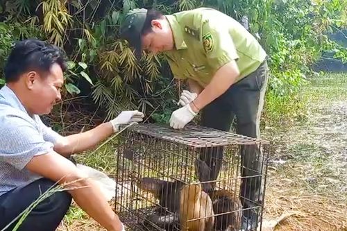 Thả con khỉ 'quậy phá' ở huyện Bình Chánh và 40 cá thể động vật hoang dã về rừng