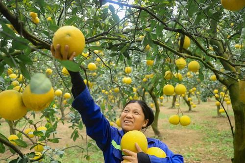 Người dân Thủ đô tất bật thu hoạch giống bưởi đặc sản phục vụ Tết Nguyên đán