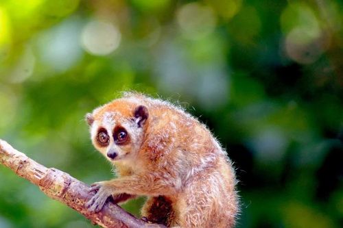 Bàn giao cá thể cu li quý hiếm cho Chi cục Kiểm lâm tỉnh Bình Phước
