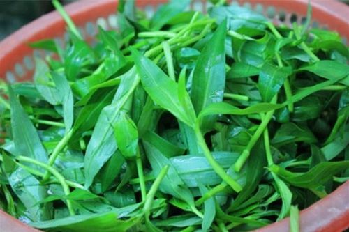 Loài rau dại xưa cho lợn ăn, mọc tua tủa sau mưa lại là đặc sản đã ngon lại cực tốt cho sức khỏe