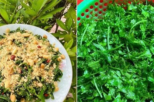 Rau dại mọc đầy trong rừng bất ngờ thành đặc sản, bán 'đắt như tôm tươi'
