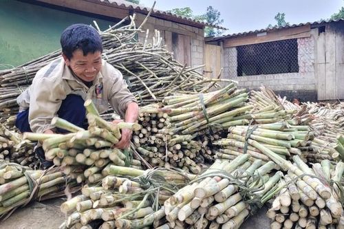 Hà Tĩnh: Làng mật mía hơn 50 tuổi đỏ lửa ngày cuối năm