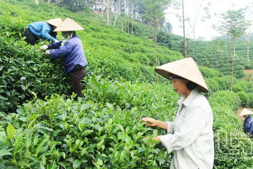 Chè Phú Lương hối hả vào vụ Tết