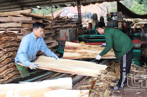 Lợi ích kép từ mô hình nông - lâm kết hợp ở Phú Bình