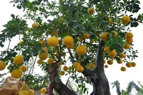 Hương bưởi