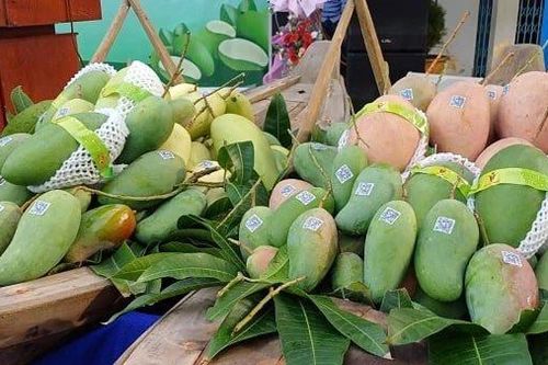 An Giang xuất khẩu 7 tấn xoài tượng da xanh sang Australia và Hoa Kỳ