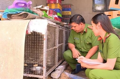 Nuôi nhốt hàng loạt chồn đèn, rắn hổ tại nhà riêng