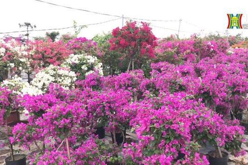 Sắc màu hoa giấy ở làng Phù Đổng