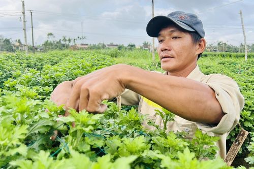 Thủ phủ hoa cúc miền Trung vào vụ Tết, nông dân bội thu