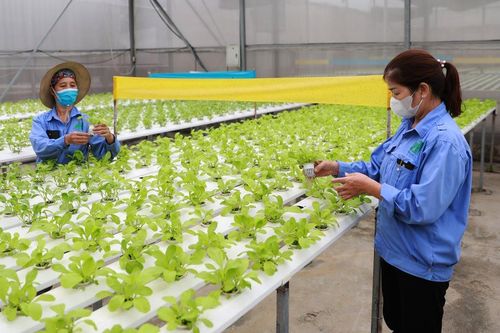 Hà Nội lựa chọn nhóm cây trồng phù hợp