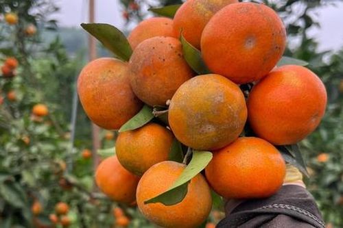 'Thủ phủ' cam đặc sản Hà Tĩnh chín mọng chờ Tết