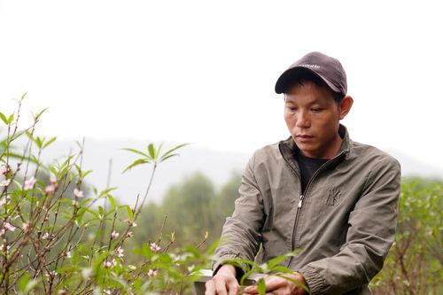 Thủ phủ đào phai ở Hà Tĩnh tất bật 'xuống lá' chờ đón Tết Nguyên đán