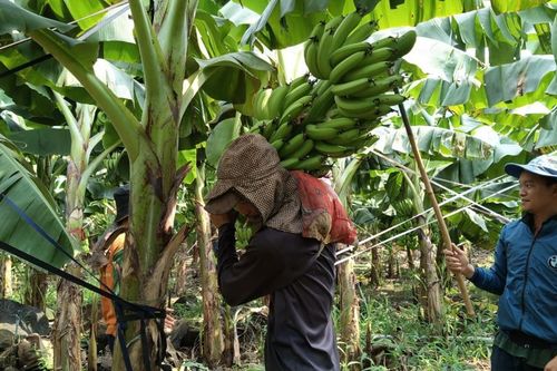 Đồng Nai: Nông dân 'kêu trời' vì giá chuối cấy mô rớt sâu