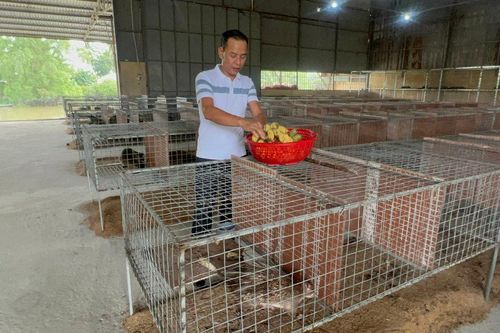 Thu tiền tỉ mỗi năm nhờ khởi nghiệp bằng việc chăm nuôi 'đặc sản núi rừng'
