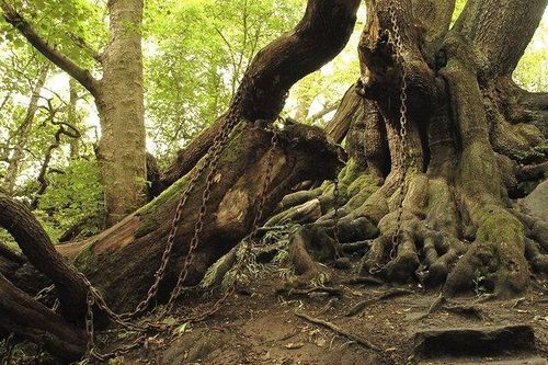 Bí ẩn cây cổ thụ mang 'lời nguyền chết người' bị xiềng xích