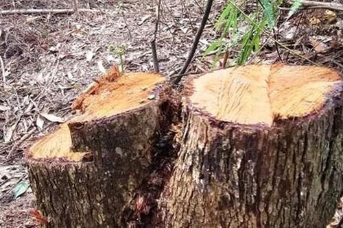 Nhóm 10 người vào rừng phòng hộ cưa hạ cây làm củi bán
