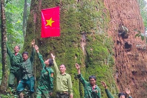 Ngắm cổ thụ Sa mu dầu hơn 2.000 tuổi trong lõi rừng già, được công nhận là cây di sản Việt Nam