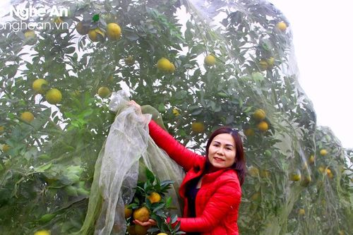 Những vườn cam mắc màn lúc lỉu quả ở Nghệ An
