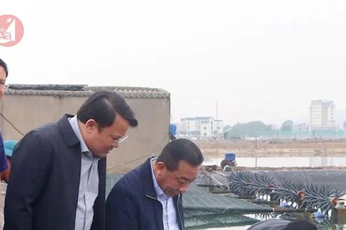 Nông dân Nghệ An thay ao tôm kém hiệu quả bằng ao cá đặc sản