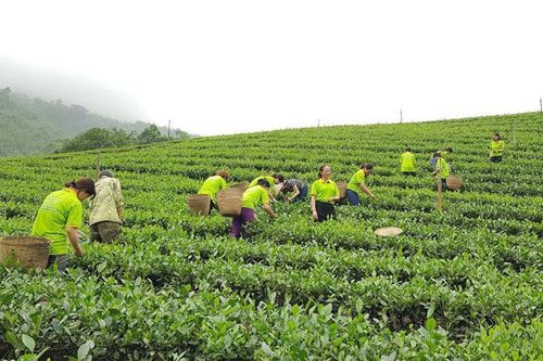 Thái Nguyên: 16% sản lượng chè được chứng nhận đạt tiêu chuẩn hữu cơ