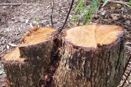 Bắt quả tang nhóm đối tượng đốn hạ rừng phòng hộ hồ Quao
