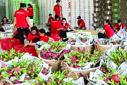 Cẩn trọng trong giao thương, xuất khẩu nông sản