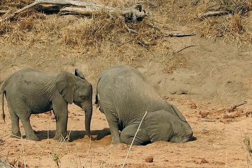 Hạn hán đe dọa đàn voi ở Zimbabwe