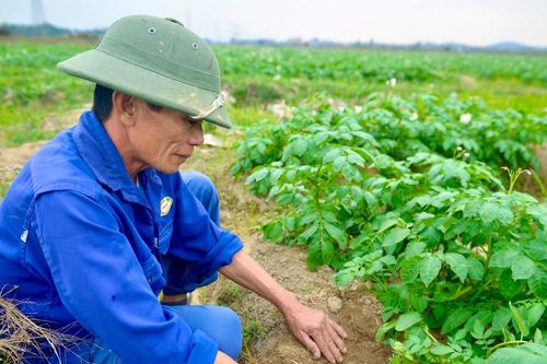Hiệu quả từ liên kết '4 nhà'