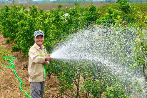 Quảng Ninh: Hoa nở đúng vụ, khách đặt sớm, người trồng vui
