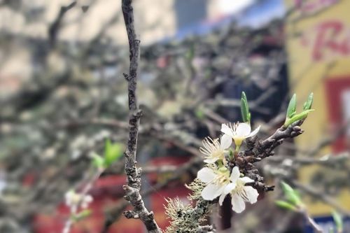 Hoa rừng 'rục rịch' xuống Thủ đô phục vụ người dân chơi Tết sớm