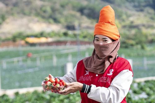 Mùa dâu tây ở Cò Nòi
