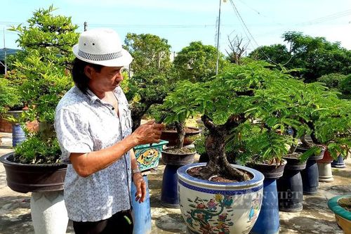 Làm 'lồng son' cho cây cảnh, dân Bến Tre thu bộn tiền dịp Tết