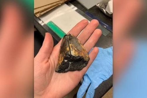 Tìm thấy răng cá mập Megalodon quý hiếm
