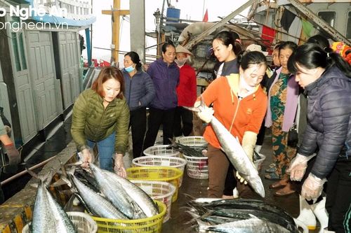 Ngư dân Nghệ An trúng đậm cá thu
