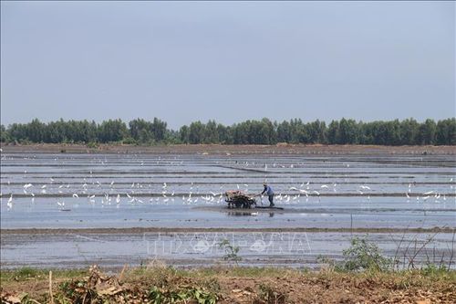 Xuống giống nhanh vụ lúa Đông Xuân