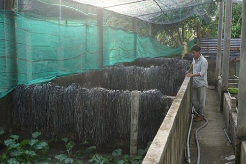 Nuôi con vật 'bò nhung nhúc', anh nông dân thu lãi hơn nửa tỷ/năm