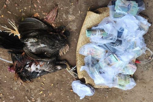 Kiên Giang: Bắt quả tang 19 người đàn ông chơi đá gà ăn tiền
