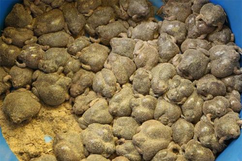 Món đặc sản có hình thức gây 'rùng mình' của người Lào, Việt Nam và Thái Lan, thực khách nhận xét: 'Cho tiền cũng chưa dám ăn'