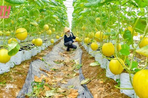 Mục tiêu đến năm 2030, tỷ lệ sản phẩm nông nghiệp chủ lực được truy xuất nguồn gốc đạt 80% trở lên
