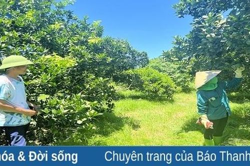 Cây cam trên những vùng đồi