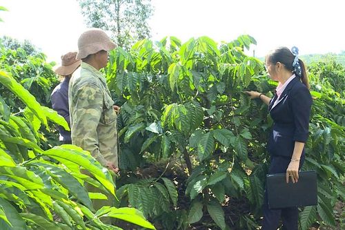 Mang Yang phát huy các kênh vốn hỗ trợ sản xuất nông nghiệp