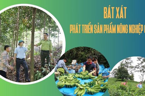Bát Xát phát triển sản phẩm nông nghiệp chủ lực