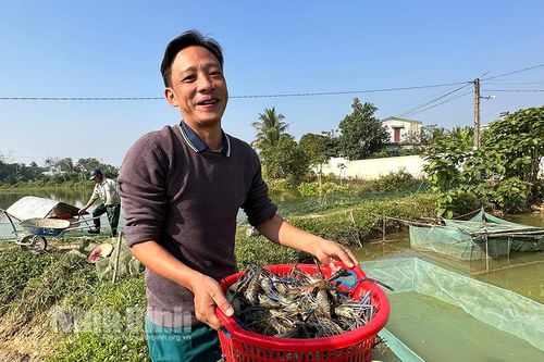 Tôm càng xanh mở hướng làm giàu cho nông dân vùng đất trũng
