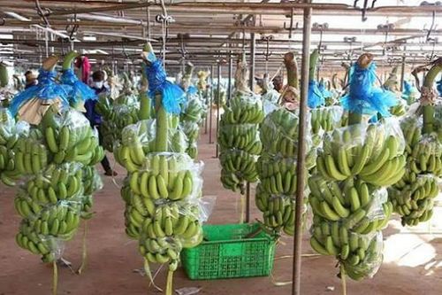 Sức 'nóng' của cổ phiếu HNG giúp tài sản tỷ phú Trần Bá Dương tăng mạnh