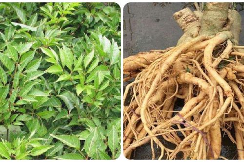 Tác dụng tuyệt vời của cây đinh lăng ít người biết