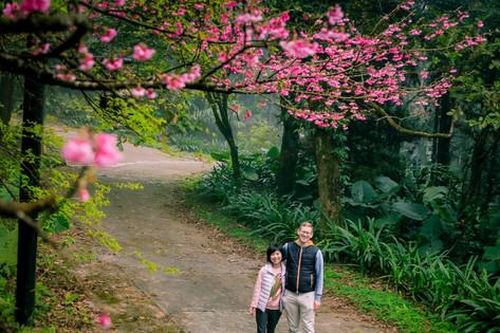 'Săn' hoa anh đào ở Vườn Quốc gia Ba Vì