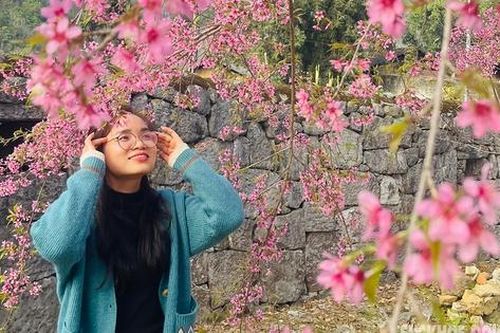 Mê mẩn với sắc hồng của mai anh đào nơi địa đầu Tổ quốc