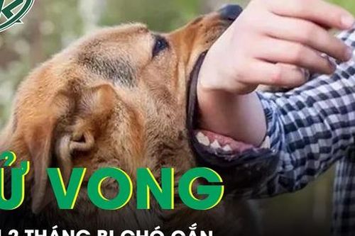 Tử vong vì chủ quan không tiêm phòng dại sau 2 tháng bị chó cắn
